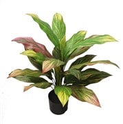 Deluxe Cordyline Plant 75CM