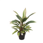 Dracena Plant Varigated 60CM