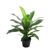 Dracena Bush Potted Plant 70cm